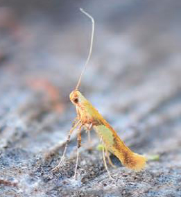 /filer/webapps/moths_gc/media/images/H/honoratella_Caloptilia_Plant_2022_28f.jpg
