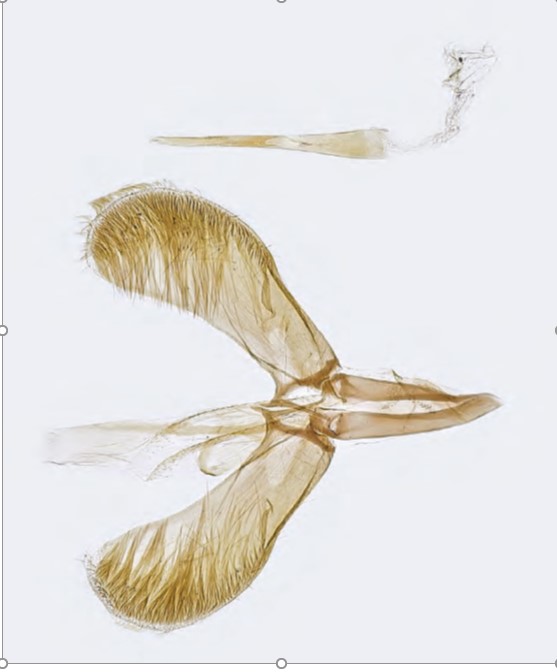 /filer/webapps/moths_gc/media/images/H/honoratella_Caloptilia_Plant_2022_34a.jpg
