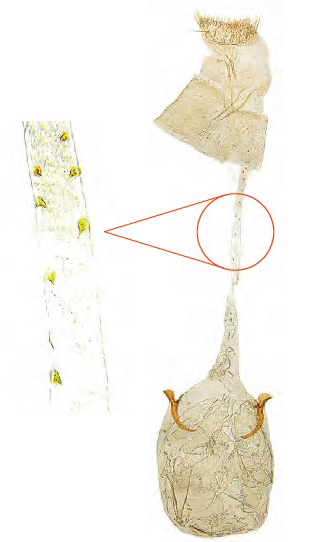 /filer/webapps/moths_gc/media/images/H/honoratella_Caloptilia_Plant_2022_36a.jpg