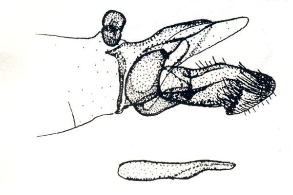 /filer/webapps/moths_gc/media/images/H/hormophora_Polydema_GM_Vari_1961_Pl58-5.jpg