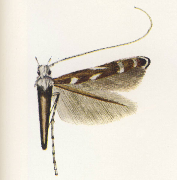 /filer/webapps/moths_gc/media/images/H/hormophora_Polydema_Vari_1961_Pl11-5.jpg