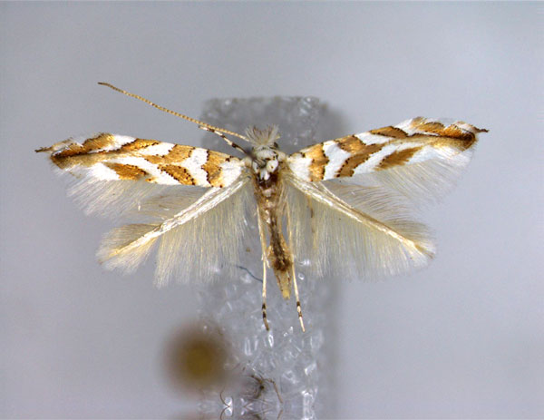 /filer/webapps/moths_gc/media/images/H/hortella_Phyllonorycter_A_EIHU.jpg