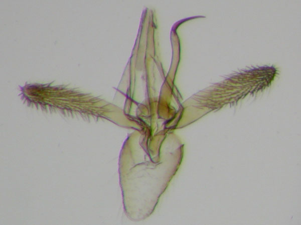 /filer/webapps/moths_gc/media/images/H/hostis_Phyllonorycter_A_IB2325prepIBCT887_Barton.jpg