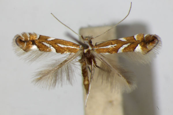 /filer/webapps/moths_gc/media/images/H/hostis_Phyllonorycter_A_ZSM_2.jpg