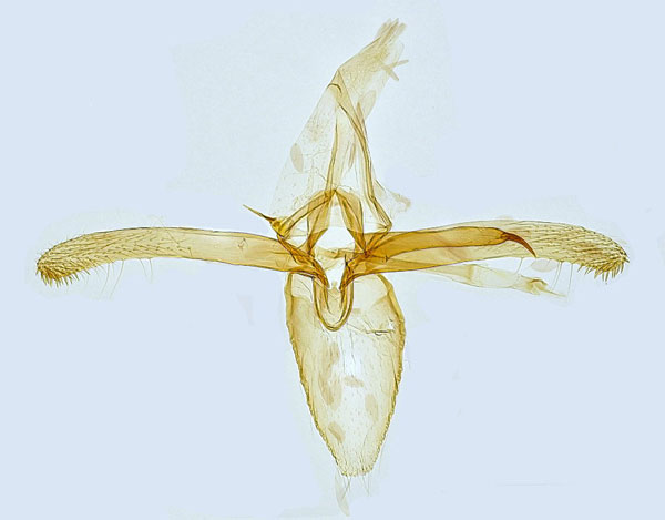 /filer/webapps/moths_gc/media/images/H/hostis_Phyllonorycter_GM_Hall.jpg