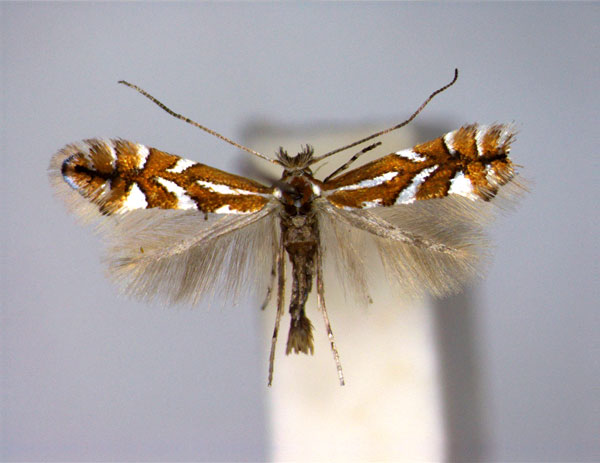 /filer/webapps/moths_gc/media/images/H/hostis_Phyllonorycter_PT_2_EIHU.jpg