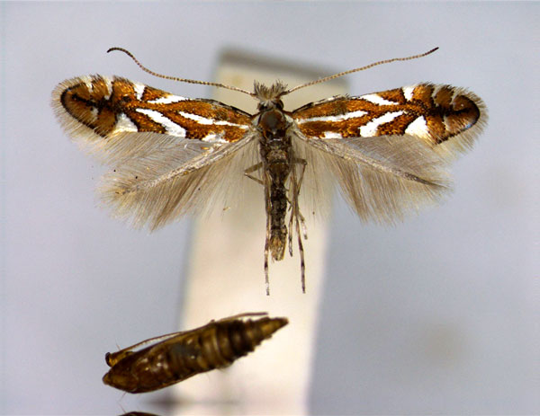 /filer/webapps/moths_gc/media/images/H/hostis_Phyllonorycter_PT_EIHU.jpg