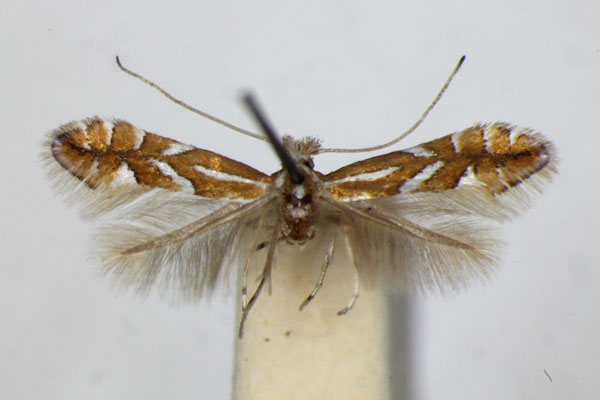 /filer/webapps/moths_gc/media/images/H/hostis_Phyllonorycter_PT_ZSM.jpg