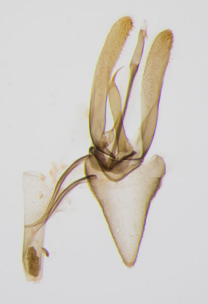 /filer/webapps/moths_gc/media/images/H/hostis_Phyllonorycter_Steeman_2021_125_LR..jpg