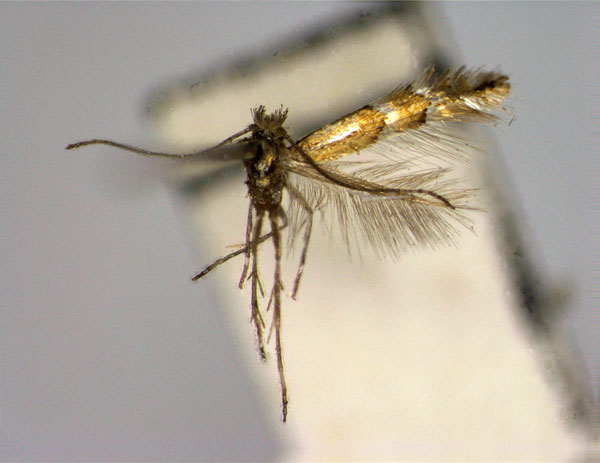 /filer/webapps/moths_gc/media/images/H/humilitatis_Phyllonorycter_A_EIHU.jpg