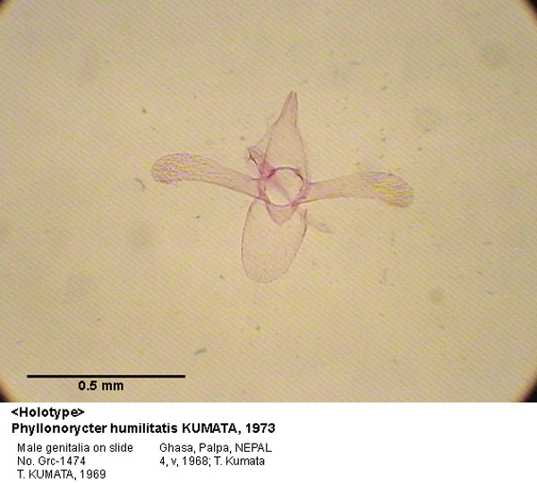/filer/webapps/moths_gc/media/images/H/humilitatis_Phyllonorycter_GM_HT_1474_EIHU.jpg