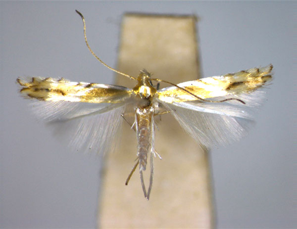 /filer/webapps/moths_gc/media/images/H/hyperbolacma_Phyllocnistis_A_EIHU.jpg