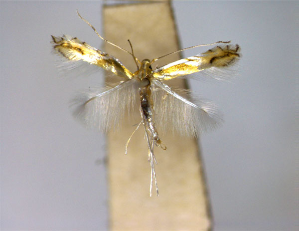 /filer/webapps/moths_gc/media/images/H/hyperbolacma_Phyllocnistis_A_EIHU_2.jpg