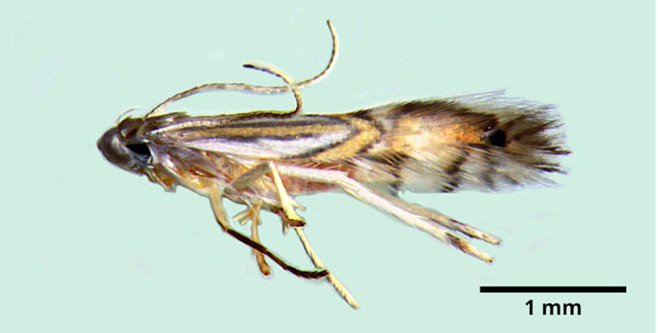/filer/webapps/moths_gc/media/images/H/hyperpersea_Phyllocnistis_A_Lomeli-etal_2026_1.jpg