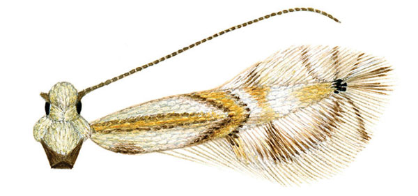 /filer/webapps/moths_gc/media/images/H/hyperpersea_Phyllocnistis_HT_Davis-et-Wagner_2011_46.jpg