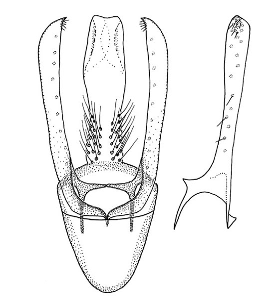 /filer/webapps/moths_gc/media/images/H/hyperpersea_Phyllocnistis_HT_GM_Davis-et-Wagner_2011_66.jpg