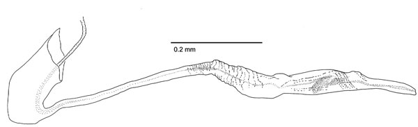 /filer/webapps/moths_gc/media/images/H/hyperpersea_Phyllocnistis_HT_GM_aedeagus_Davis-et-Wagner_2011_66.jpg