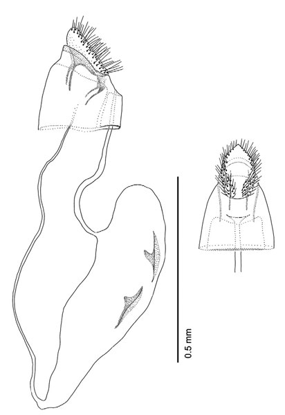 /filer/webapps/moths_gc/media/images/H/hyperpersea_Phyllocnistis_PT_GF_Davis-et-Wagner_2011_66.jpg