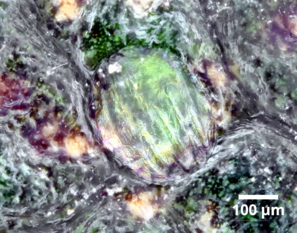 /filer/webapps/moths_gc/media/images/H/hyperpersea_Phyllocnistis_eggs_Lomeli-etal_2026_1.jpg