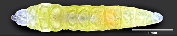/filer/webapps/moths_gc/media/images/H/hyperpersea_Phyllocnistis_larva_Lomeli-etal_2026_1.jpg