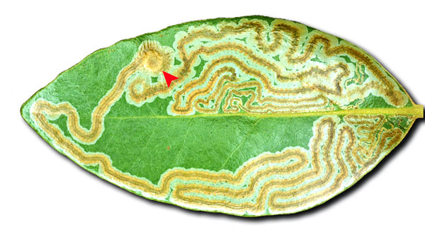 /filer/webapps/moths_gc/media/images/H/hyperpersea_Phyllocnistis_mine_Davis-et-Wagner_2011_48.jpg
