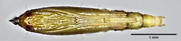 /filer/webapps/moths_gc/media/images/H/hyperpersea_Phyllocnistis_pupa_Lomeli-etal_2026_1.jpg