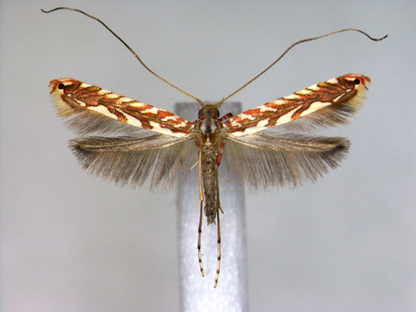 /filer/webapps/moths_gc/media/images/I/ida_Macarostola_A_EIHU.jpg