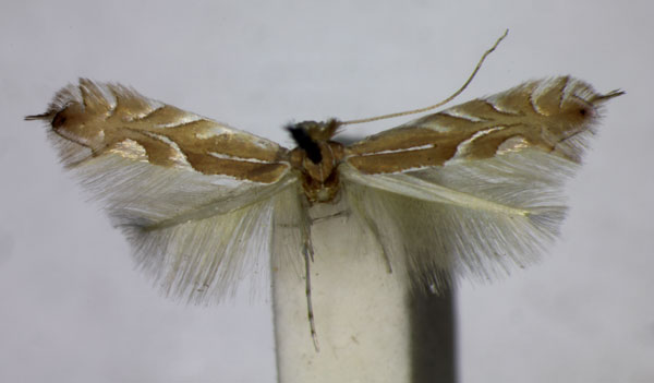 /filer/webapps/moths_gc/media/images/I/idolias_Phyllonorycter_A_BMNH.jpg