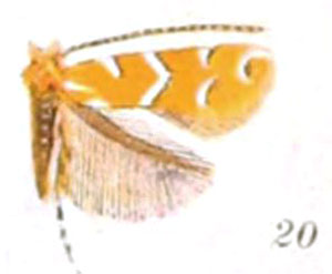 /filer/webapps/moths_gc/media/images/I/ignota_Cremastobombycia_A_Braun_24-20.jpg