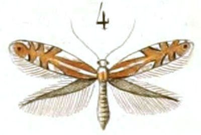 /filer/webapps/moths_gc/media/images/I/ilicifoliella_Elachista_HT_Duponchel_76-4.jpg