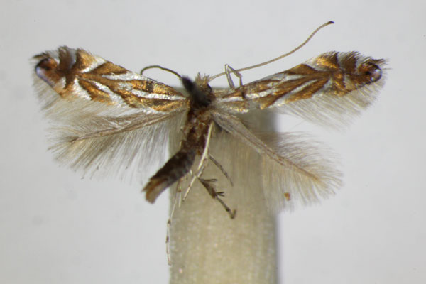 /filer/webapps/moths_gc/media/images/I/ilicifoliella_Phyllonorycter_A_ZSM.jpg