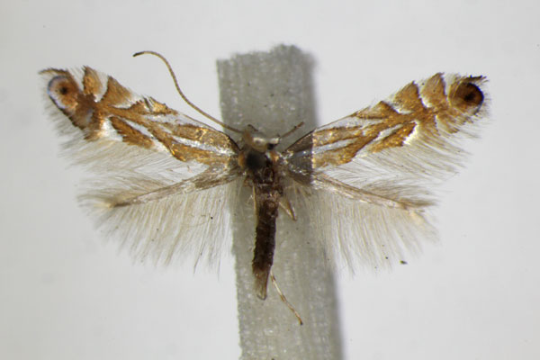 /filer/webapps/moths_gc/media/images/I/ilicifoliella_Phyllonorycter_A_ZSM_2.jpg