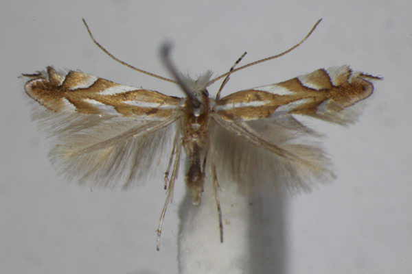 /filer/webapps/moths_gc/media/images/I/ilicifoliella_Phyllonorycter_A_ZSM_3.jpg