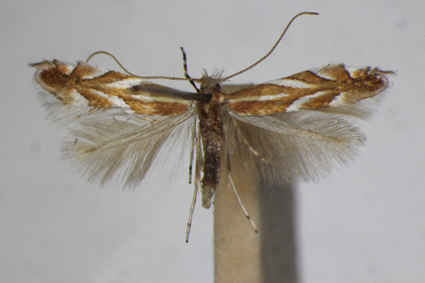 /filer/webapps/moths_gc/media/images/I/ilicifoliella_Phyllonorycter_A_ZSM_4.jpg