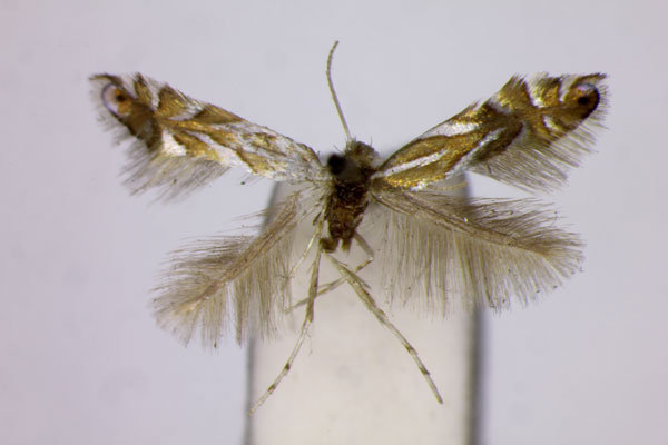 /filer/webapps/moths_gc/media/images/I/ilicifoliella_Phyllonorycter_ST_BMNH.jpg