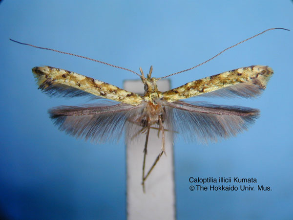 /filer/webapps/moths_gc/media/images/I/illicii_Caloptilia_HT_EIHU.jpg