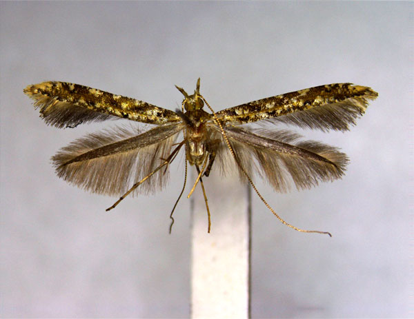 /filer/webapps/moths_gc/media/images/I/illicii_Caloptilia_PT_EIHU.jpg
