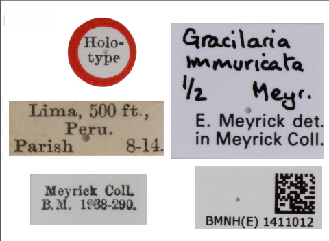 /filer/webapps/moths_gc/media/images/I/immuricata_Caloptilia_HT_1411012_BMNH_Labels.jpg