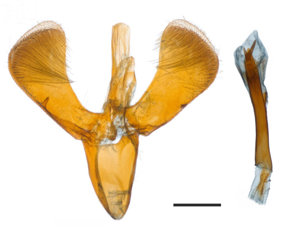 /filer/webapps/moths_gc/media/images/I/immuricata_Caloptilia_HT_GM_1411012_BMNH.jpg