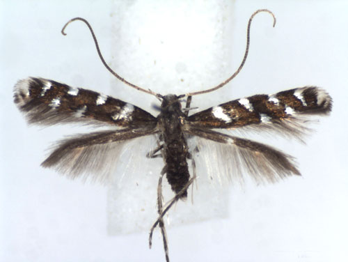 /filer/webapps/moths_gc/media/images/I/imperialella_Dialectica_A_JWDP.jpg