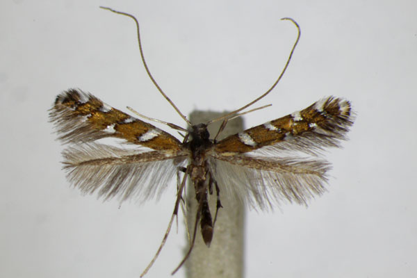 /filer/webapps/moths_gc/media/images/I/imperialella_Dialectica_A_ZSM_2.jpg