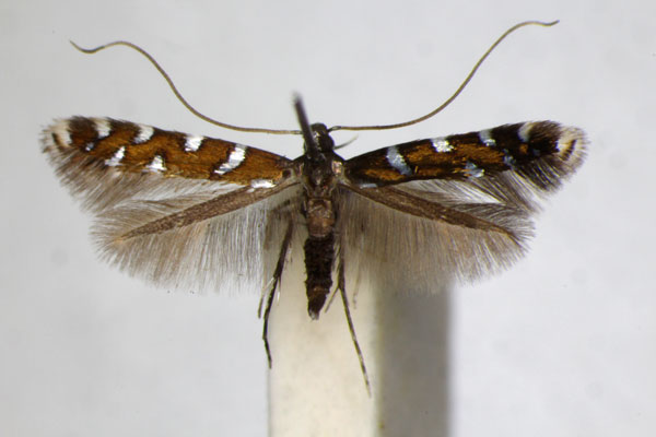/filer/webapps/moths_gc/media/images/I/imperialella_Dialectica_A_ZSM_3.jpg