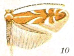 /filer/webapps/moths_gc/media/images/I/incanella_Lithocolletis_ST_Braun_22-10.jpg