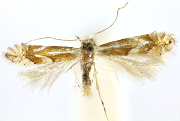 /filer/webapps/moths_gc/media/images/I/incanella_Phyllonorycter_ST_BMNH(E)-1413982_BMNH.jpg