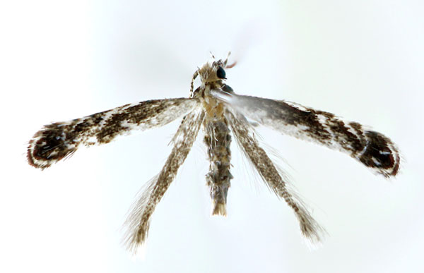 /filer/webapps/moths_gc/media/images/I/indigofera_Liocrobyla_F_Kim_etal_2023.jpg