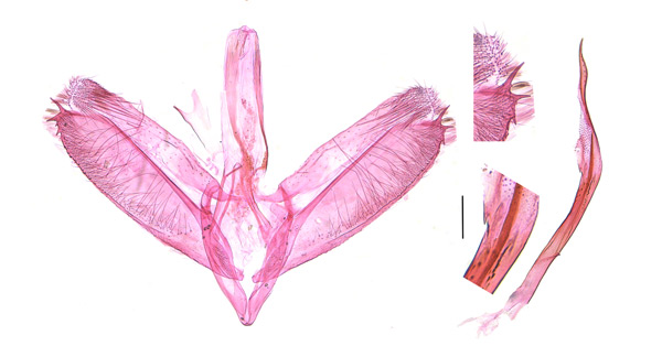 /filer/webapps/moths_gc/media/images/I/indigofera_Liocrobyla_GM_HT_Liu-et-al_2018_308_SDNU-.jpg