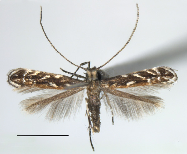 /filer/webapps/moths_gc/media/images/I/indigofera_Liocrobyla_PT_Liu-et-al_2018_307_SDNU-.jpg
