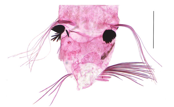 /filer/webapps/moths_gc/media/images/I/indigofera_Liocrobyla_abdomen_HT_Liu-et-al_2018_309_SDNU-.jpg