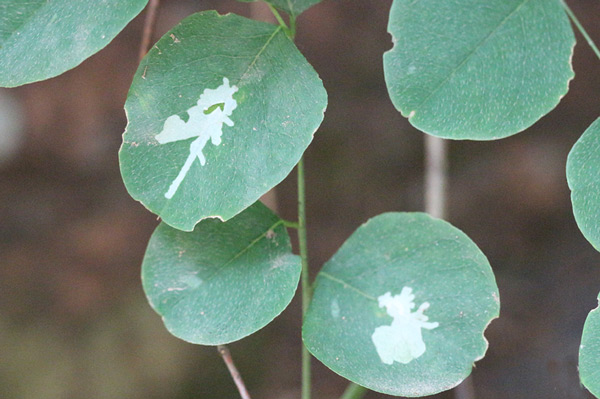 /filer/webapps/moths_gc/media/images/I/indigofera_Liocrobyla_host-plant_Liu-et-al_2018_312.jpg