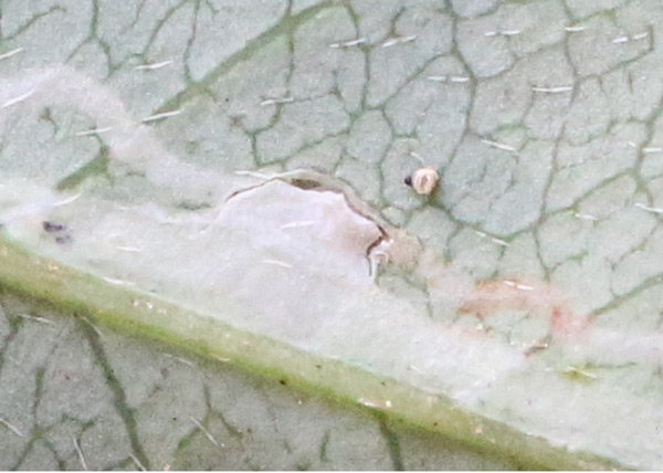 /filer/webapps/moths_gc/media/images/I/indigofera_Liocrobyla_larva_Liu-et-al_2018_312.jpg